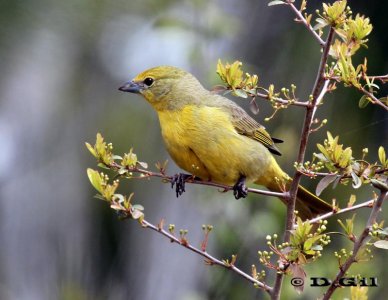 FUEGUERO (Piranga flava) - (Hembra) Rincon de Melilla- MONTEVIDEO (Setiembre 2011)